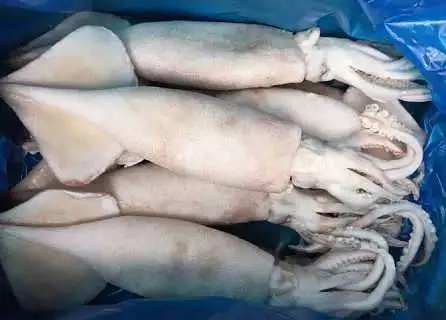 55.webp.jpg